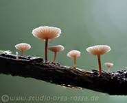 Ästchen-Zwergschwindling, Foto 15