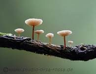 Ästchen-Zwergschwindling, Foto 17