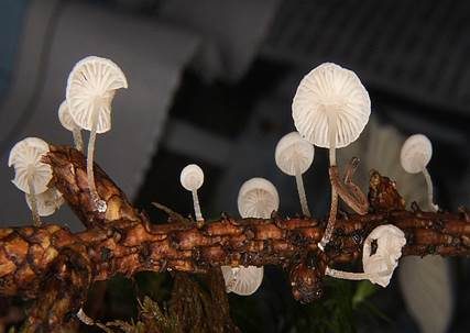 Ästchen-Zwergschwindling, Foto 4