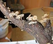 Ästchen-Zwergschwindling, Foto 23