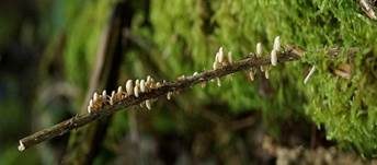 Ästchen-Zwergschwindling, Foto 24