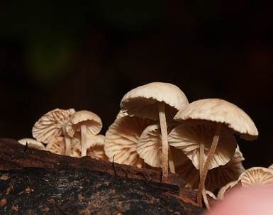 Ästchen-Zwergschwindling, Foto 5