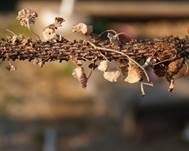 Ästchen-Zwergschwindling, Foto 9