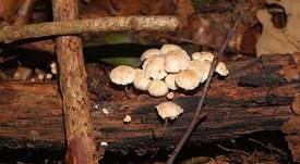 Ästchen-Zwergschwindling, Foto 11