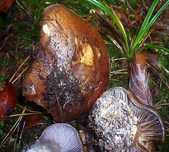 Elfenring-Klumpfuß, Foto 6