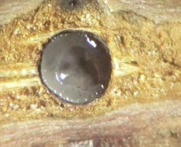 Ellipsenspor-Kernpilz, Foto 3