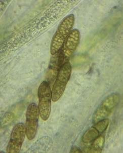 Ellipsenspor-Kernpilz, Foto 5