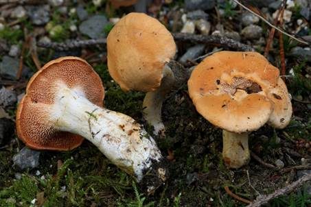 Ellipsoidsporige Stoppelpilz, Foto 2
