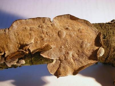 Ast-Datronie, Foto 4