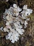 Engstehende Lungenflechte, Foto 8