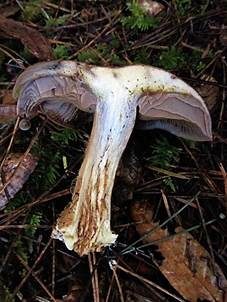 Erdigriechender Schleimkopf, Foto 3