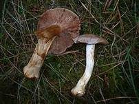 Erdigriechender Schleimkopf, Foto 13