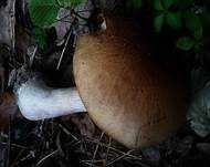 Erdigriechender Schleimkopf, Foto 16