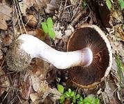 Erdigriechender Schleimkopf, Foto 18