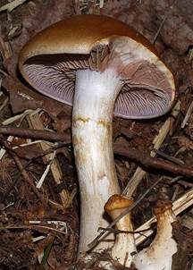 Erdigriechender Schleimkopf, Foto 4