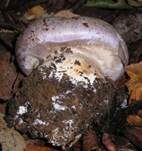Erdigriechender Schleimkopf, Foto 22