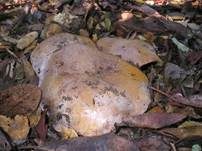 Erdigriechender Schleimkopf, Foto 24