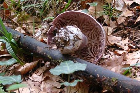 Erdigriechender Schleimkopf, Foto 5