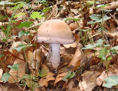 Erdigriechender Schleimkopf, Foto 6