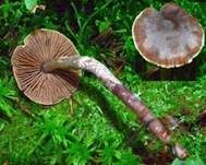 Erdigriechender Wasserkopf, Foto 6