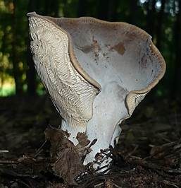 Erdmuscheling, Foto 2