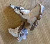 Erdmuscheling, Foto 10