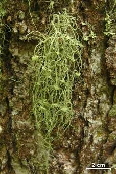Ästige Strauchflechte, Foto 5