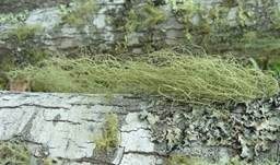 Ästige Strauchflechte, Foto 6