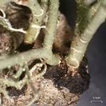 Ästige Strauchflechte, Foto 8