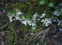 Erdwachskruste, Foto 8