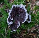 Erdwarzenpilz, Foto 23