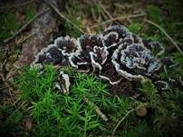Erdwarzenpilz, Foto 62