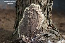 Erdwarzenpilz, Foto 73