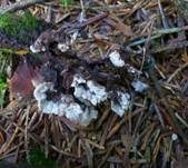 Erdwarzenpilz, Foto 11