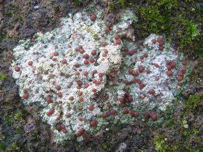 Ergossene Krustenflechte, Foto 2