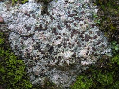 Ergossene Krustenflechte, Foto 3