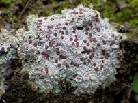 Ergossene Krustenflechte, Foto 7