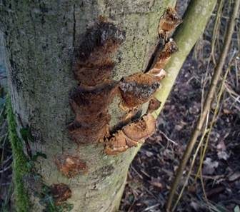 Erlen-Schillerporling, Foto 2