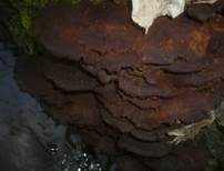 Erlen-Schillerporling, Foto 23