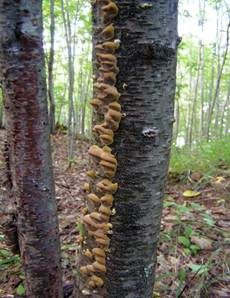 Erlen-Schillerporling, Foto 6