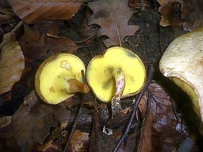 Erlengrübling, Foto 3