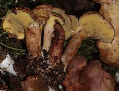Erlengrübling, Foto 4