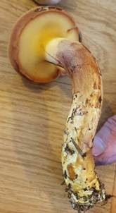 Erlengrübling, Foto 5