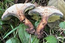Erlengrübling, Foto 7