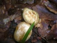 Erlengrübling, Foto 8