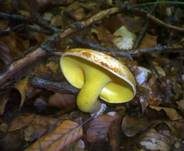 Erlengrübling, Foto 9