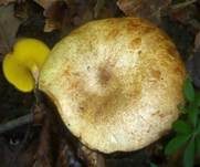 Erlengrübling, Foto 10