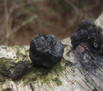 Erlen-Holzkohlenpilz, Foto 2