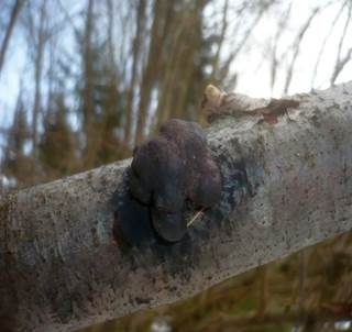 Erlen-Holzkohlenpilz, Foto 3