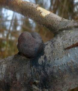 Erlen-Holzkohlenpilz, Foto 4